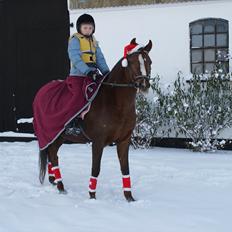 Welsh Pony (sec B) roza vrouwelijk