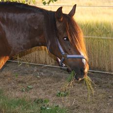 Welsh Pony (sec B) roza vrouwelijk