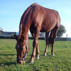 Frederiksborg Assing (Bøgelunds Pixel) Givet væk<3