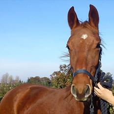 Frederiksborg Assing (Bøgelunds Pixel) Givet væk<3