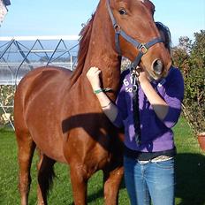 Frederiksborg Assing (Bøgelunds Pixel) Givet væk<3