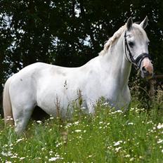 Hollandsk Sportspony Fyrstenborgs Meritza