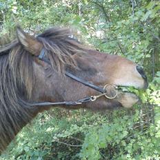 Islænder Dagfari fra jestrup <3