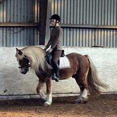 Anden særlig race mac gregor/Basse  (rideskolehest)