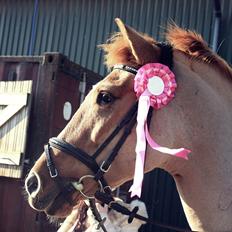 Anden særlig race Sir Thomas Ekipazas