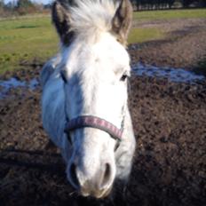 Anden særlig race Elvis(pelsdyret)(slogt):'(