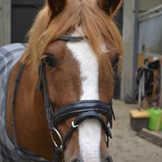 Anden særlig race Thunder Boy