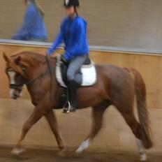 Anden særlig race Thunder Boy