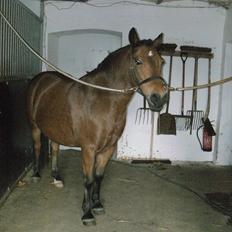 Anden særlig race lucky  