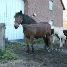 Anden særlig race lucky  