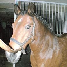 Anden særlig race lucky  