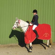 Welsh Partbred (Sec F) West Side Pride Poet