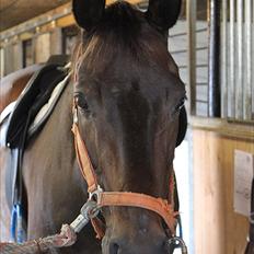 Anden særlig race Dacapo