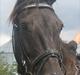 Oldenborg Freja
