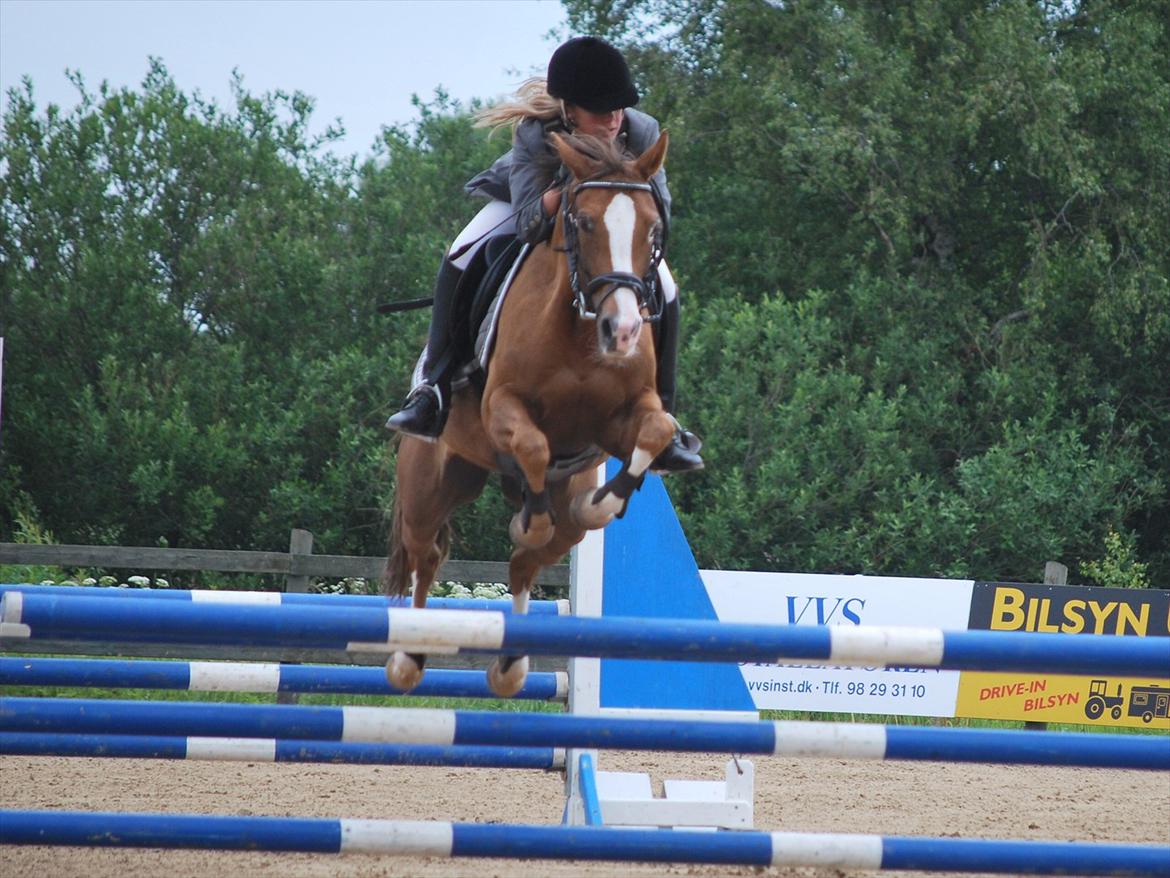 Hollandsk Sportspony Pearle - La billede 19