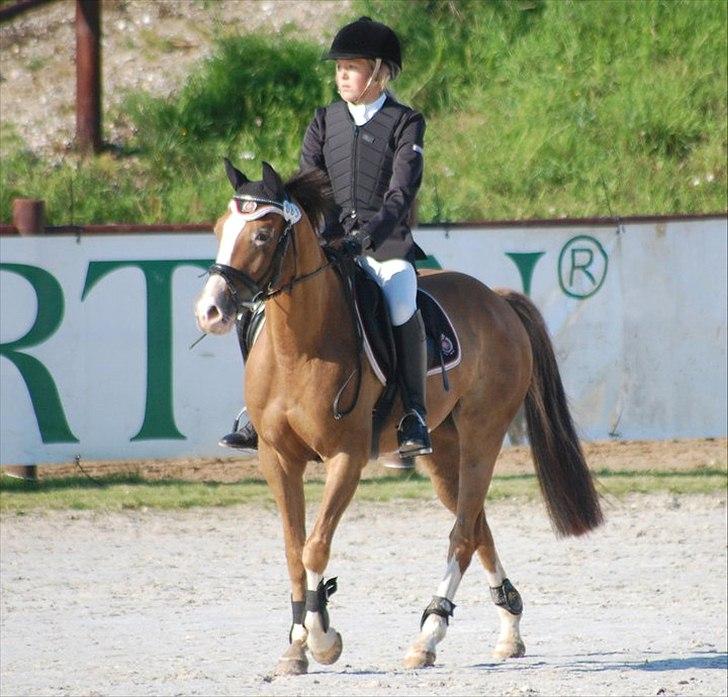Hollandsk Sportspony Pearle billede 1