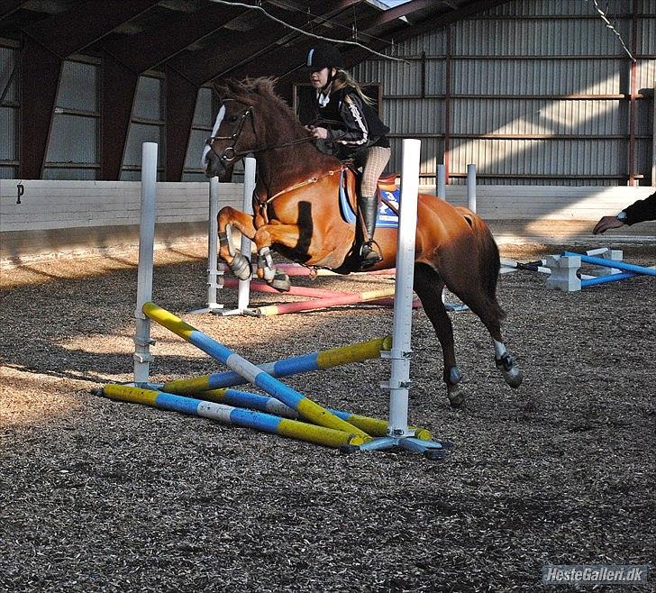 Welsh Cob (sec D) Flora <<3 billede 10