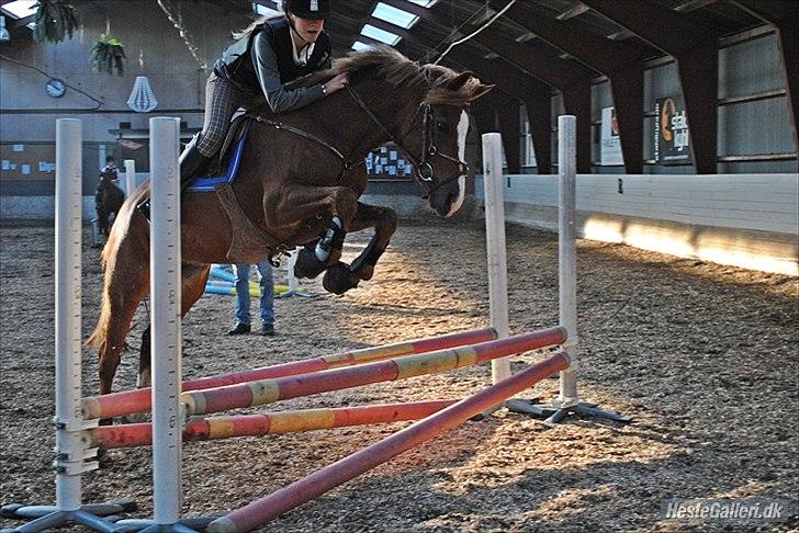 Welsh Cob (sec D) Flora <<3 billede 4