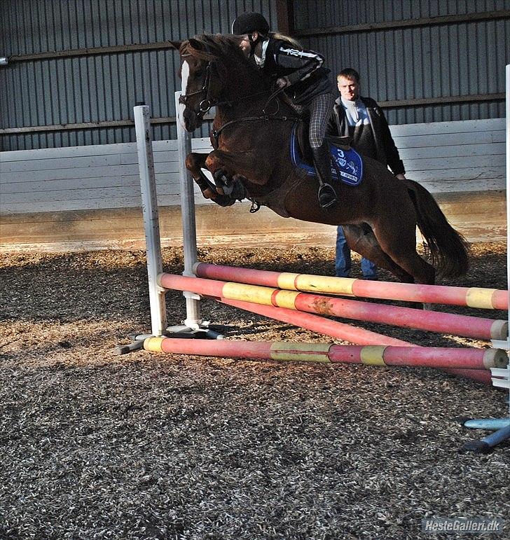 Welsh Cob (sec D) Flora <<3 billede 15