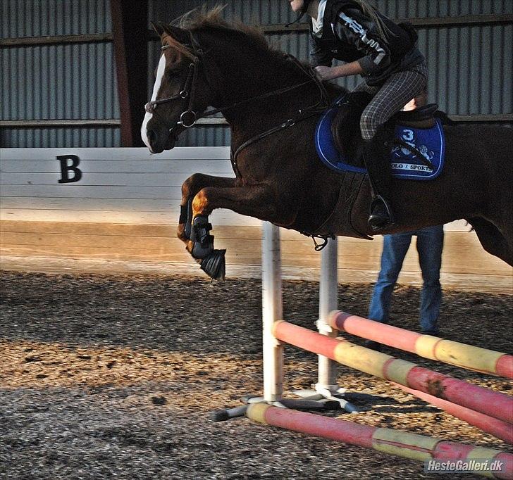 Welsh Cob (sec D) Flora <<3 billede 16