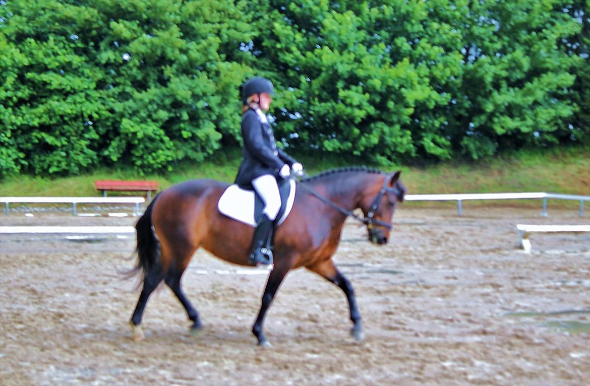 New Forest Strandgårdens Moonlight - Mit første stævne efter 1½ år 
LC2 vandt klassen:-D billede 4