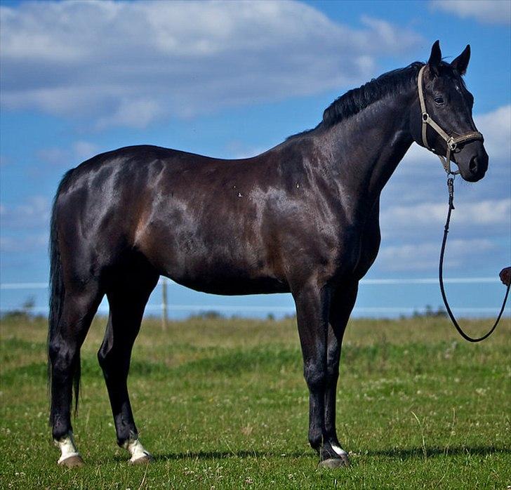 Hannoveraner Pegasus Hollmann - A hest - Sjuller barn 4 år.. billede 5