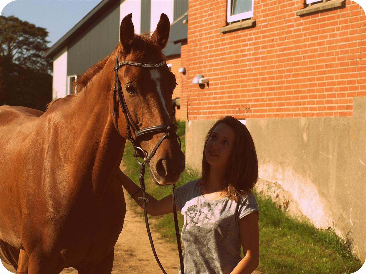 Dansk Varmblod Rolsted´s Cashot - Friends we are, friends we be, friends forever, you and me <3 billede 3