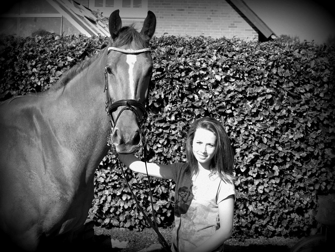 Dansk Varmblod Rolsted´s Cashot - du er smuk <3 billede 4