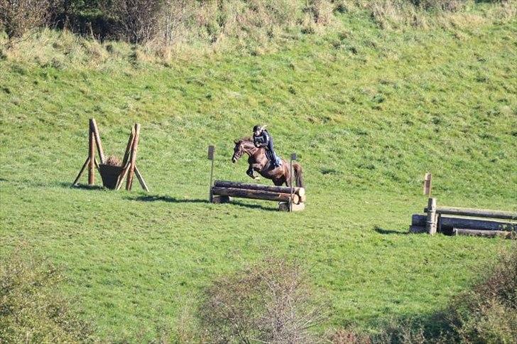 Dansk Varmblod Daylight - Militarystævne på skårup overgård
2011 billede 7