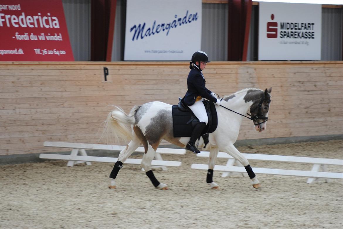 Anden særlig race Clemens Milky Way billede 11