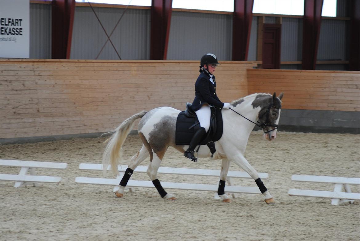Anden særlig race Clemens Milky Way billede 12