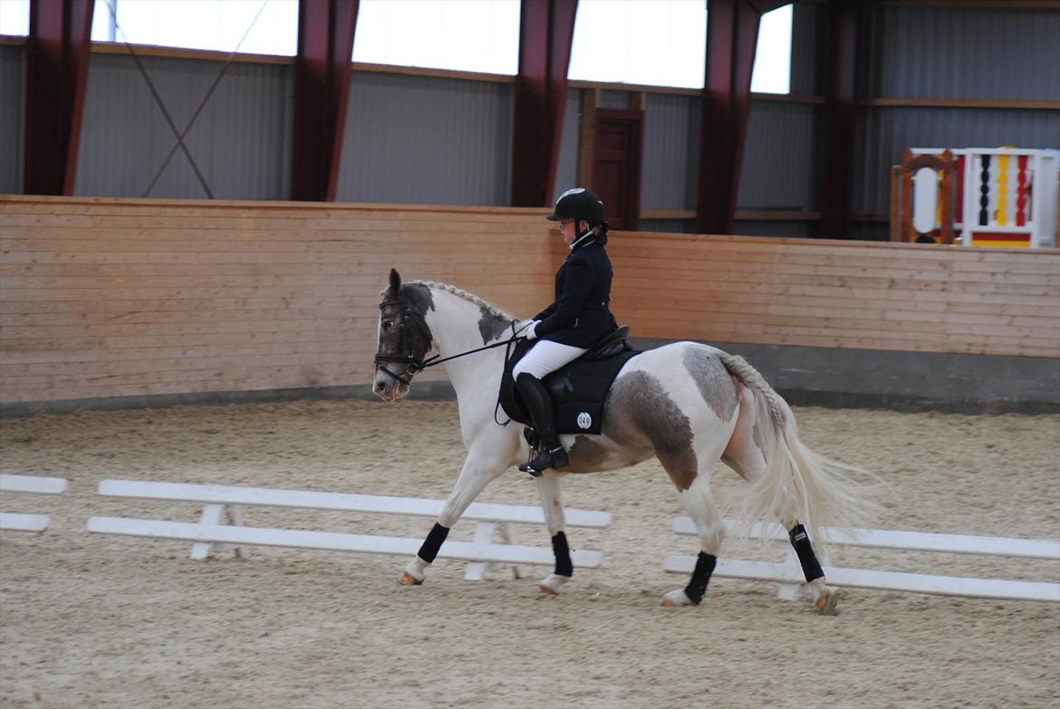 Anden særlig race Clemens Milky Way billede 14