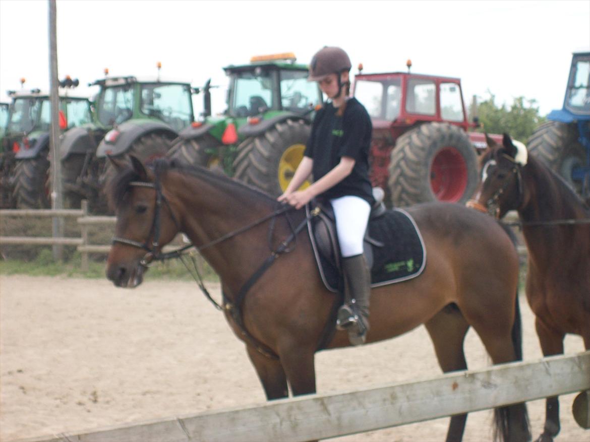 Traver Godiva pride<3 R.I.P ;( - Til heste show på landbrugsskolen :D  billede 14