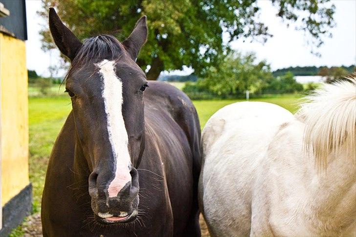 Pinto Scheel´s Samurai billede 14