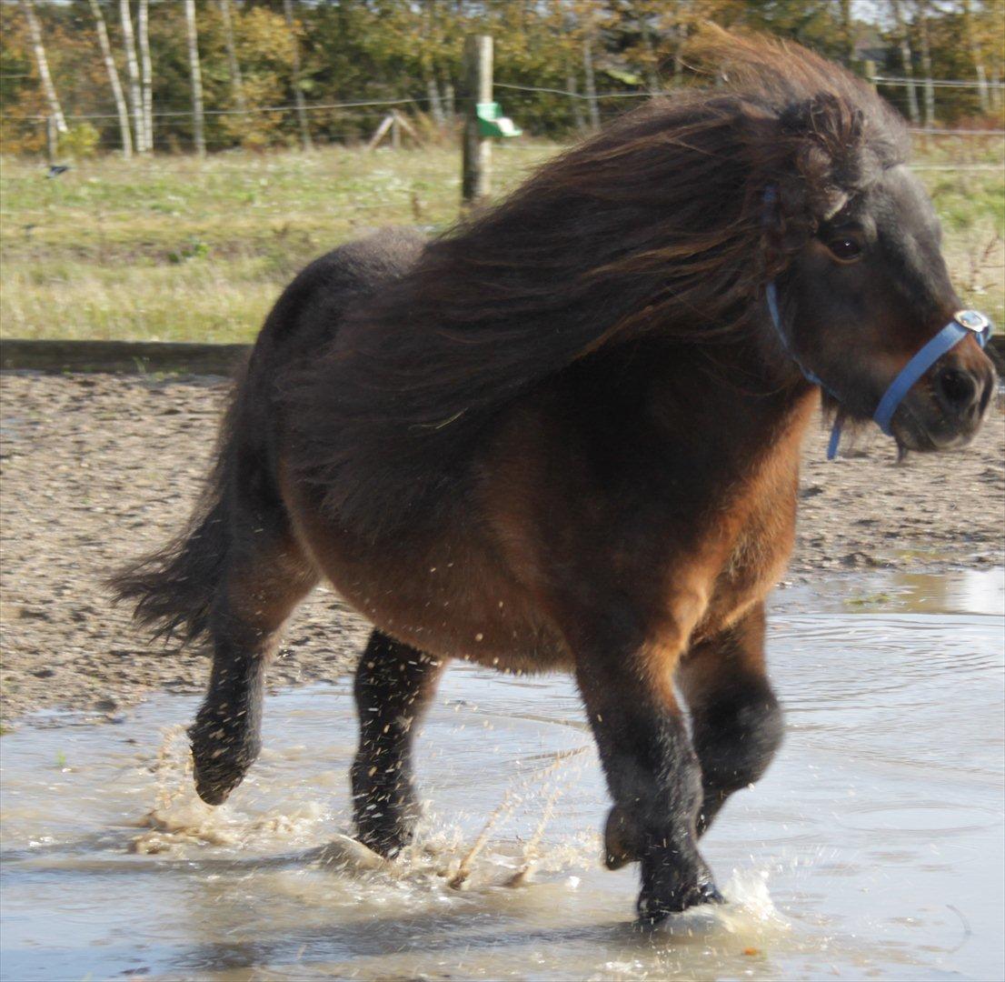 Falabella Don Ø Aksel billede 11