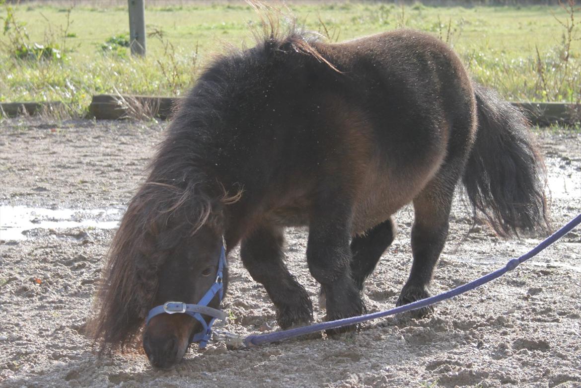 Falabella Don Ø Aksel billede 12