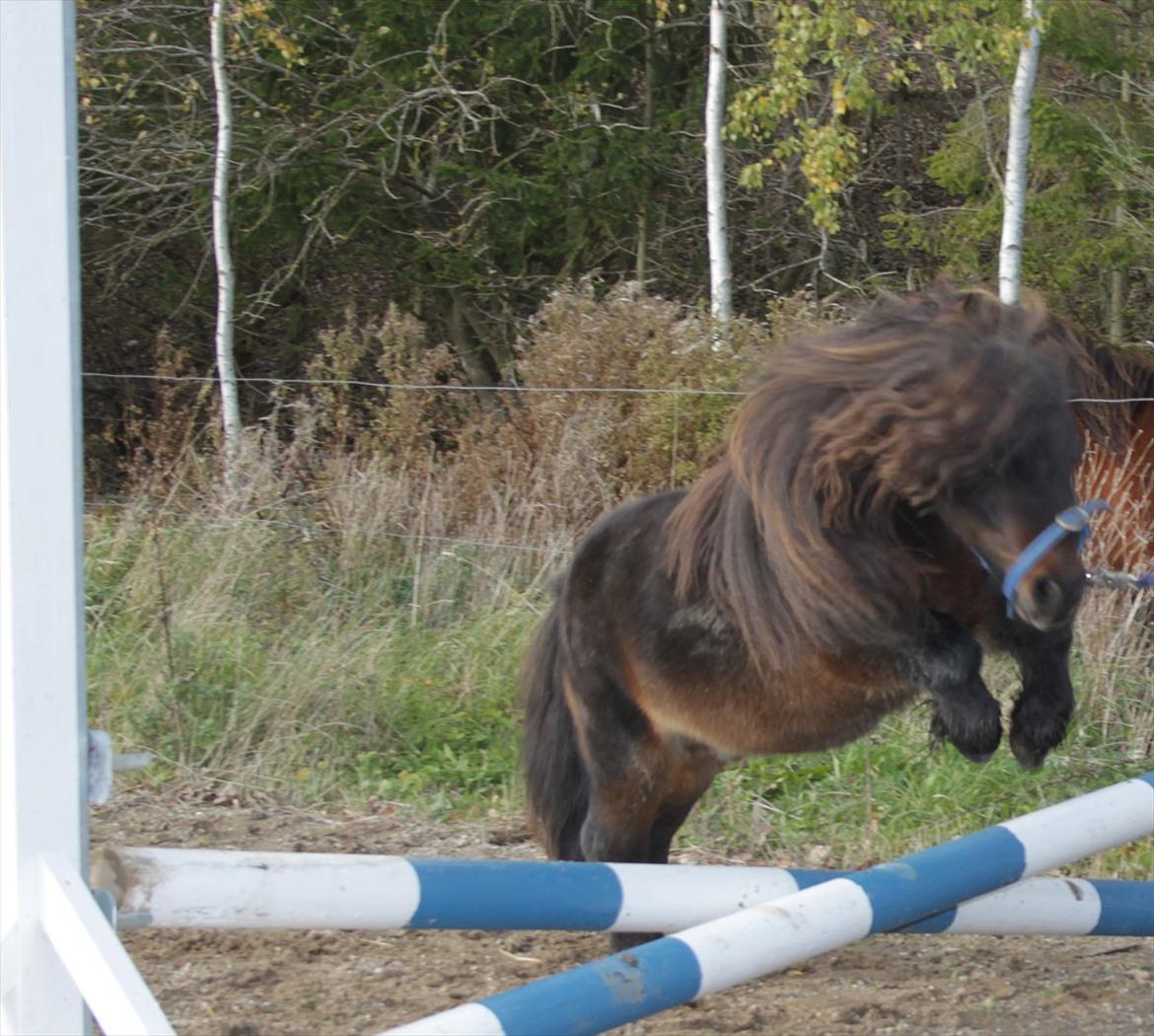 Falabella Don Ø Aksel billede 13