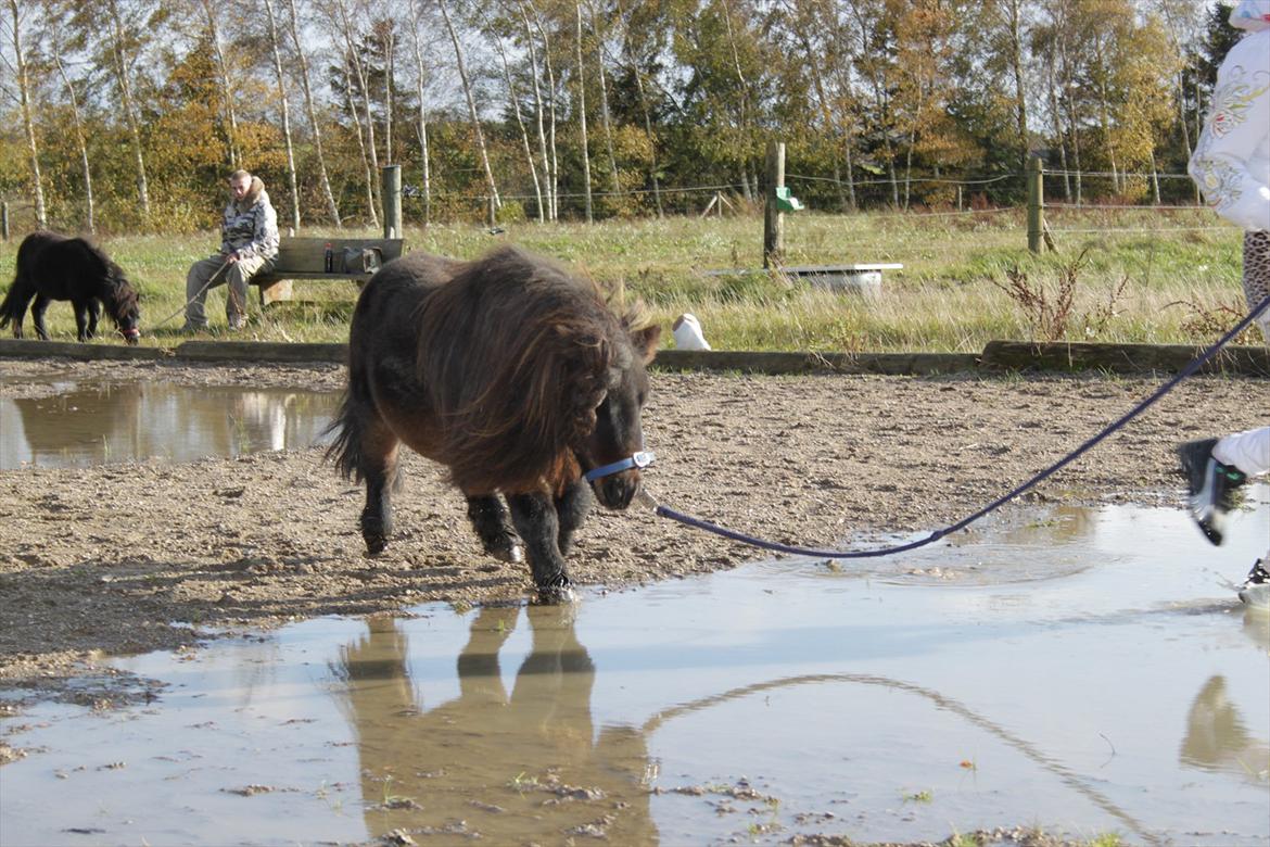 Falabella Don Ø Aksel billede 14