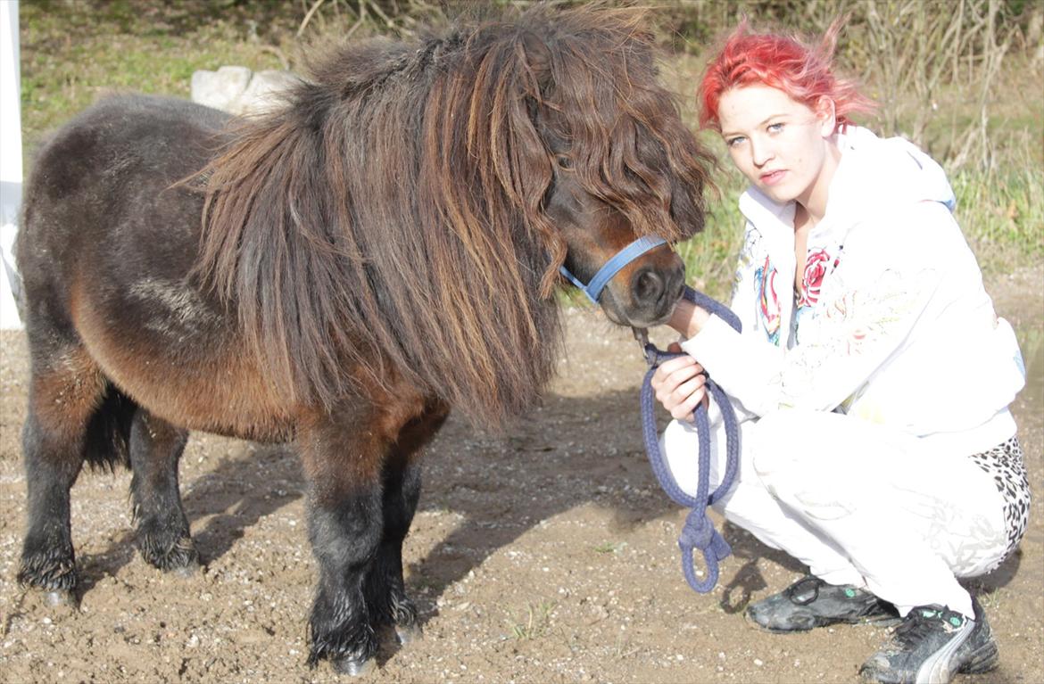 Falabella Don Ø Aksel billede 15