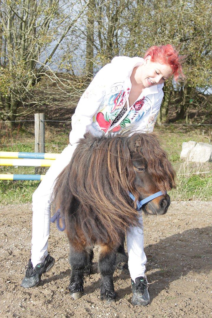 Falabella Don Ø Aksel billede 16