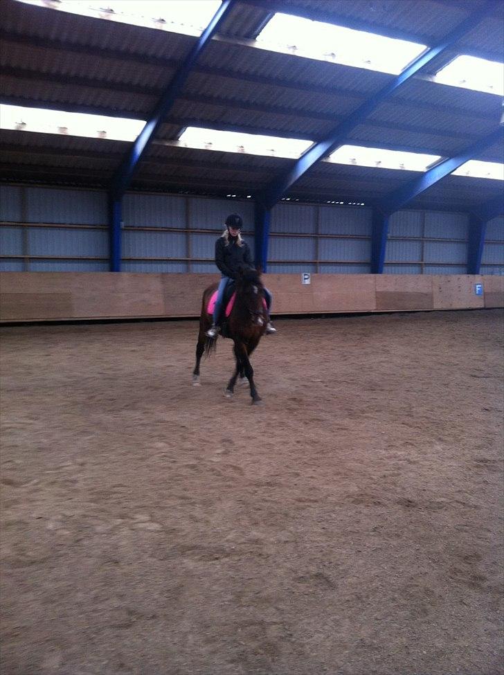 Knabstrupper Rughavens Fanny - Vi prøver da :o) billede 14