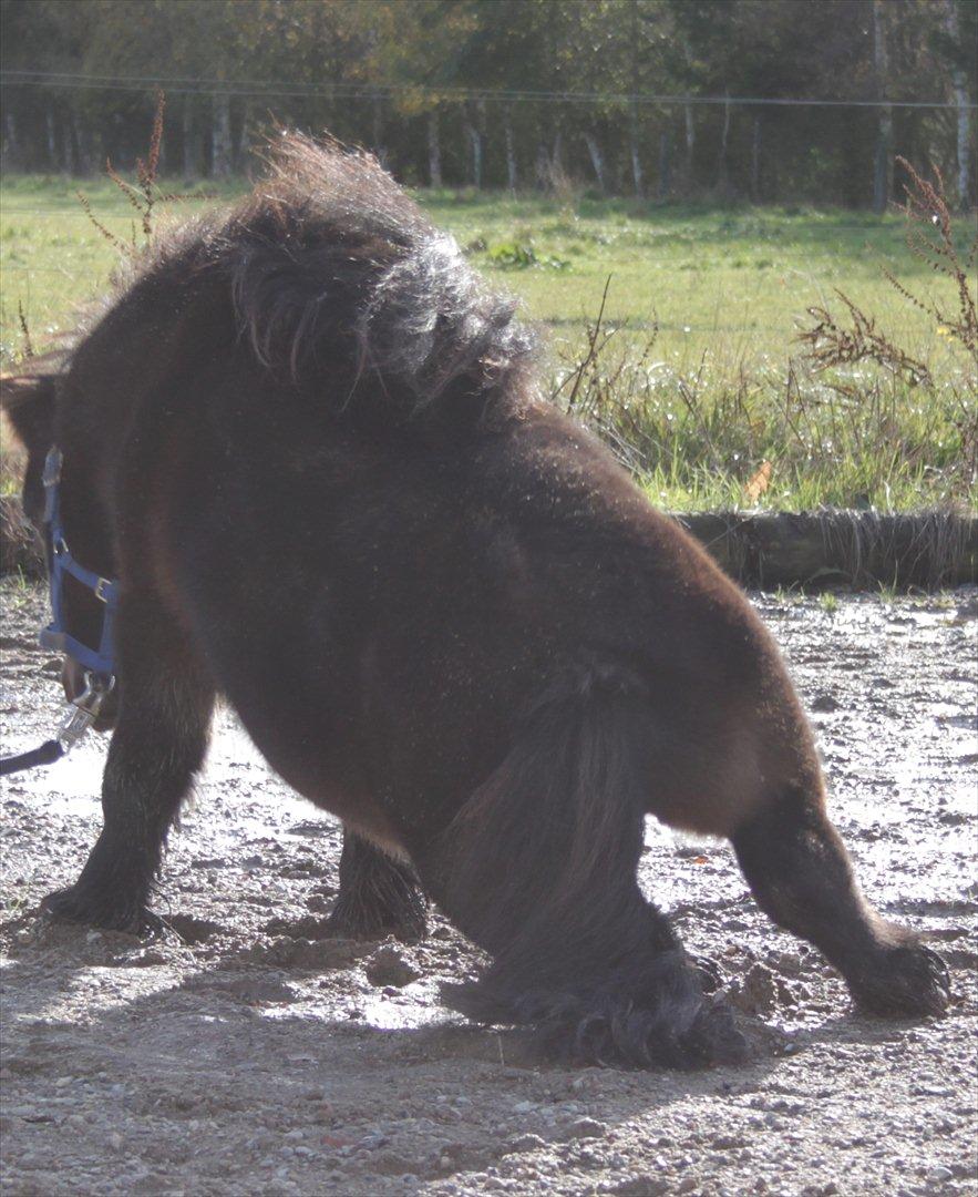 Falabella Don Ø Aksel billede 19