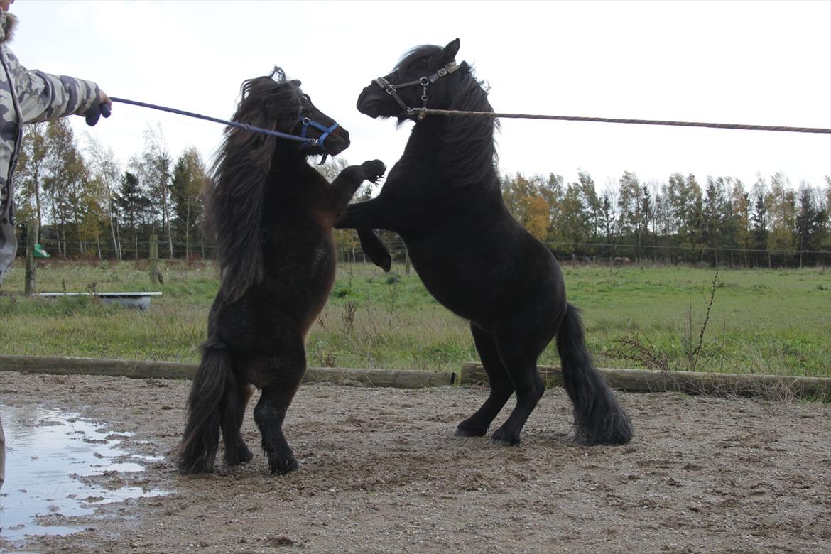 Falabella Don Ø Aksel billede 20