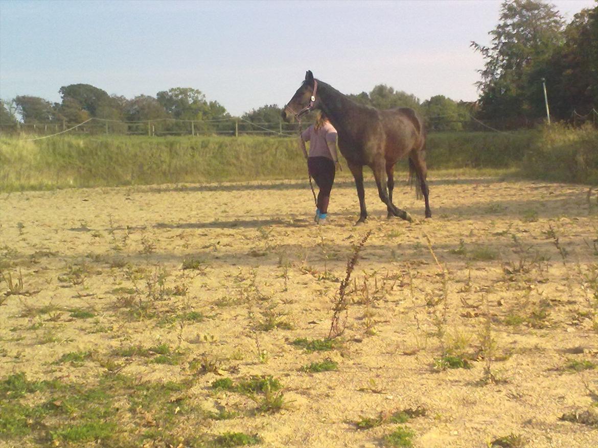 Traver Dresina billede 10