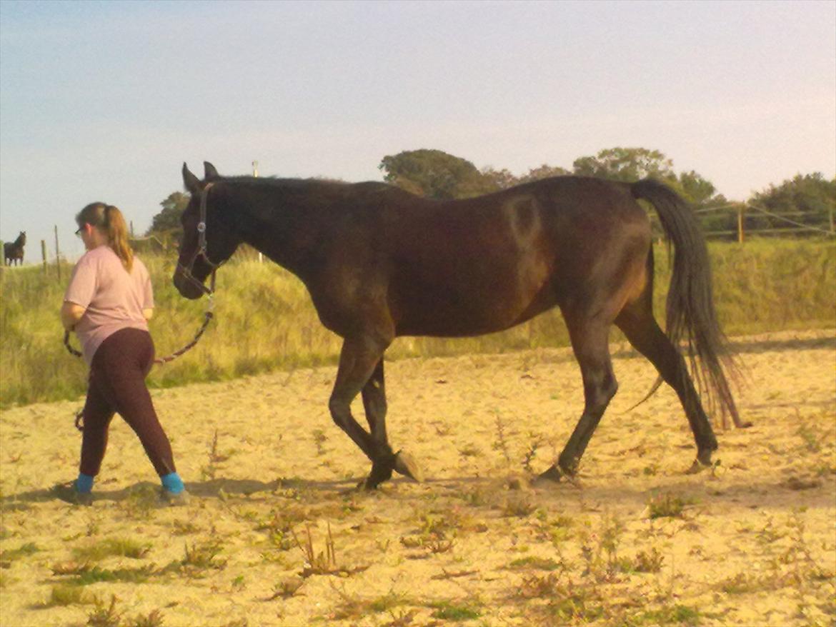 Traver Dresina billede 4