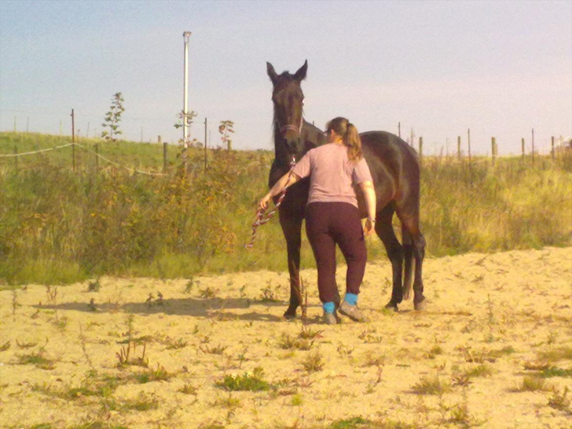 Traver Dresina billede 11