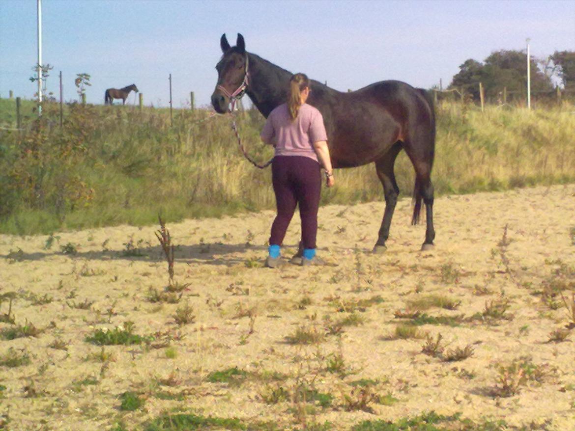 Traver Dresina billede 12