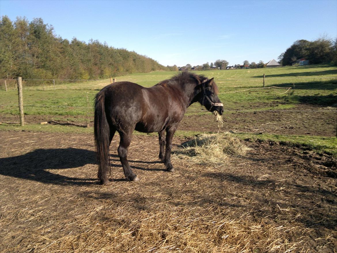 Islænder Mýsla - Hø mums billede 3