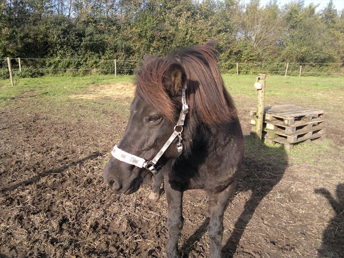 Islænder Mýsla - Ser bare godt ud ;p billede 4