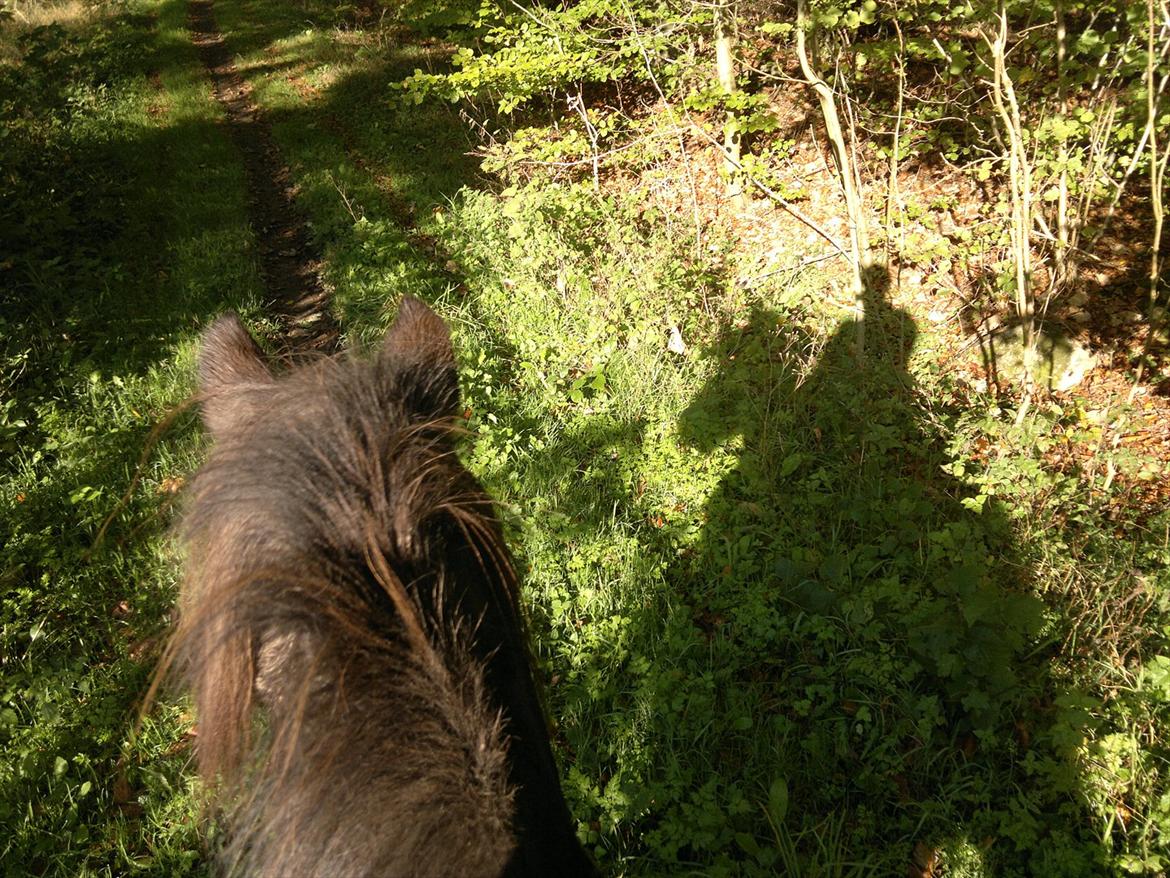 Islænder Mýsla - På tur billede 5